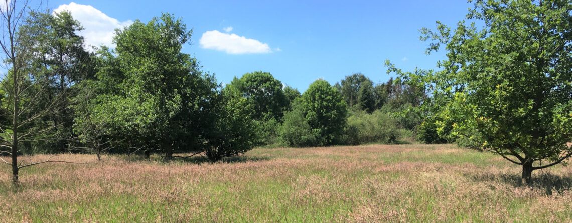 Biotoptypenmonitoring des Ökopools der Stadt Winsen (Luhe)